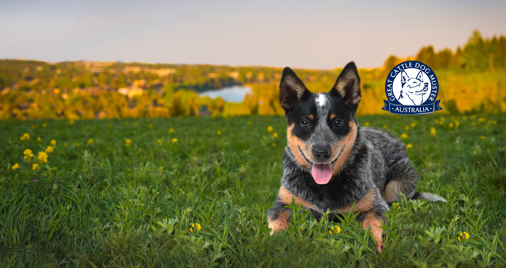 The Great Cattle Dog Muster • Muswellbrook, Upper Hunter Valley